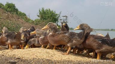 天然喂养散养鸭子吃水稻米